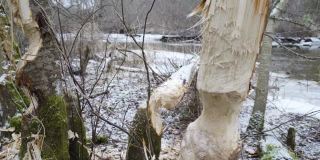 爱沙尼亚的海狸树的木片