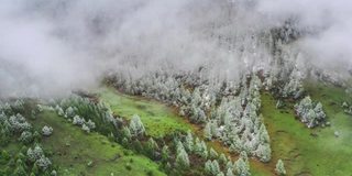 森林里下着雪，雾气蒙蒙