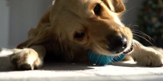 无聊的金毛猎犬在客厅玩她的玩具。