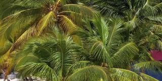 拥有椰子树、日光浴床和绿松石色加勒比海的热带岛屿。旅游目的地。暑假