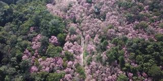 在泰国清莱省的Phu Chi Fa森林公园的山上，在冬季樱花盛开的航拍视图。