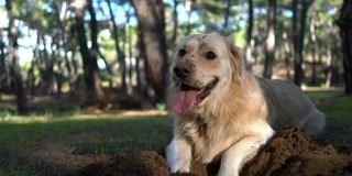 快乐的狗在春天的森林里的沙子里挖了个洞。