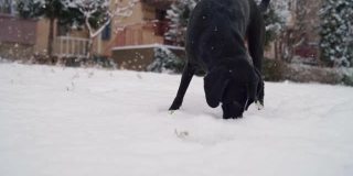 顽皮的狗把它的鼻子深深地伸到雪里