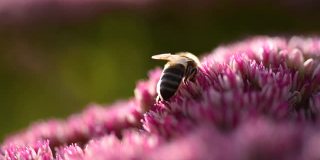 蜜蜂从粉红色的花朵中采集花蜜，野生蜜蜂的宏视频