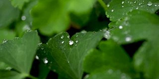 草地上的雨滴靠近了。雨滴落在三叶草上。雨滴滴落三叶特写