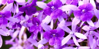 美丽的紫罗兰花在风中摇曳。