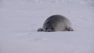 冰上的一只小海豹视频素材模板下载