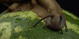 巨型非洲蜗牛在西瓜上的微距拍摄。卵蜗牛在绿色的西瓜上缓慢爬行。