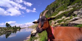 风景与欧洲阿尔卑斯山山山羊。高山野山羊躺在湖边的石头上。美妙的晴天是在山湖。美丽的岩石和欣赏惊人的风景山峰