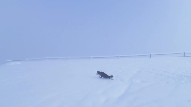 快乐的狗在深雪中跳跃