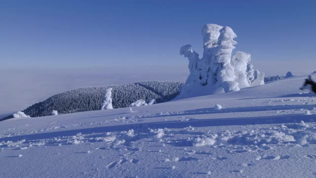 快乐的狗在深雪中跳跃