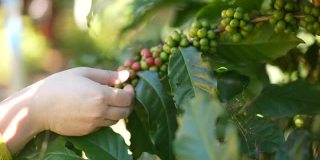 农妇用手检查一个红色的咖啡浆果