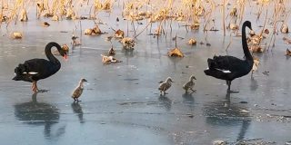 黑天鹅和他们的小天鹅在冬天寒冷的冰上行走