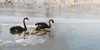黑天鹅和他们的小天鹅在冬天寒冷的冰上行走