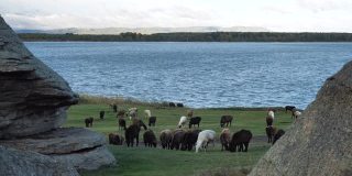 一群羊在多岩石的湖岸上吃草
