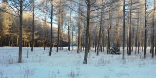 被雪覆盖的森林的实时/航拍图像