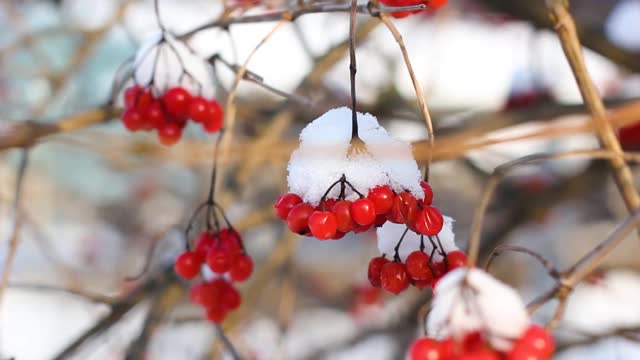 冬天雪下冻荚。雪中的荚蒾。第一场雪。美丽的冬天