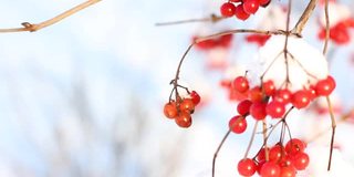 冬天雪下冻荚。雪中的荚蒾。第一场雪。美丽的冬天