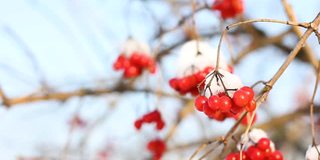 冬天雪下冻荚。雪中的荚蒾。第一场雪。美丽的冬天