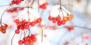 冬天雪下冻荚。雪中的荚蒾。第一场雪。美丽的冬天