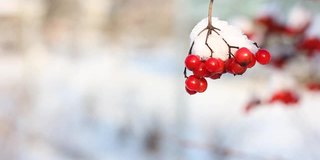 冬天雪下冻荚。雪中的荚蒾。第一场雪。美丽的冬天