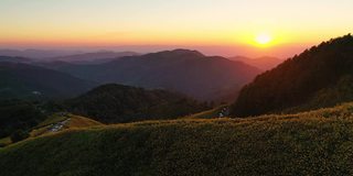 夕阳下盛开的黄色向日葵在山景上