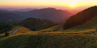 夕阳下盛开的黄色向日葵在山景上