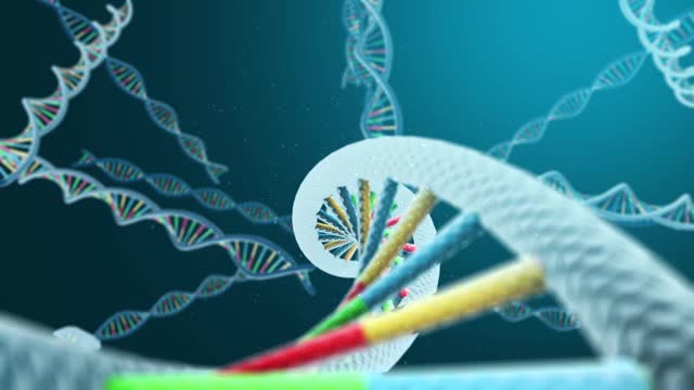 DNA海滩分子模型