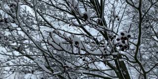 白雪落在桤木的树枝上。蓝色的天空