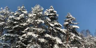 蓝色的天空映衬着一群群白雪覆盖的冷杉树。