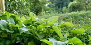 亚洲男子农民浇水植物