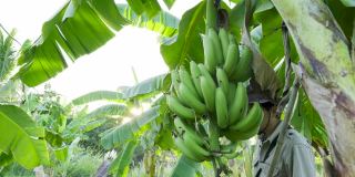 亚洲男子农民工作和检查香蕉在花园里