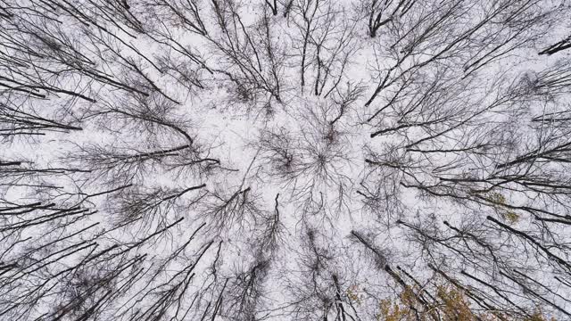 无人机森林观赏冬季景观自然风光