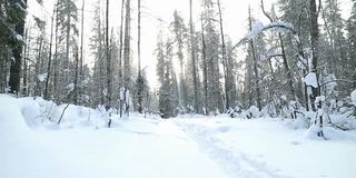 美丽的冬天森林在雪。跑步的人。雪花慢慢飘落，阳光灿烂。人走。