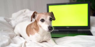 狗打哈欠和舔躺在白色的床上与笔记本电脑在后面