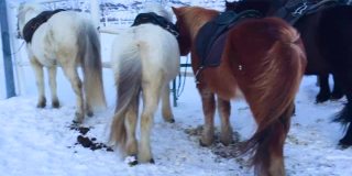 冬天的冰岛马