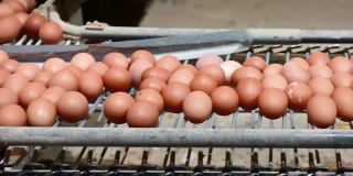 蛋厂对鲜蛋的选择工艺和分级生产线。高质量的全高清镜头