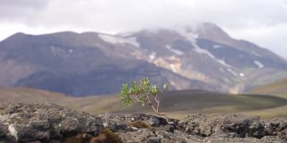 火山景观上的一棵强壮的小树。冰岛，劳格维格徒步旅行路线，欲望，意志力和力量的概念