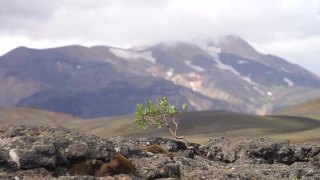 火山景观上的一棵强壮的小树。冰岛，劳格维格徒步旅行路线，欲望，意志力和力量的概念视频素材模板下载