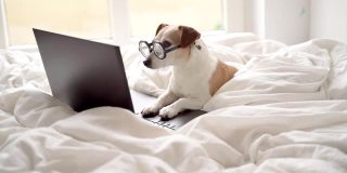 小狗焦急地在网上看新闻频道。