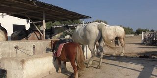 卡马尔格地区公园里，野马站在马厩里