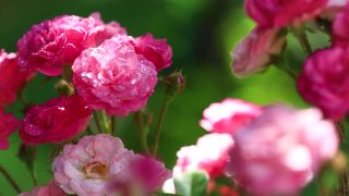粉红色的玫瑰花瓣随水滴雨滴摇摆视频素材模板下载