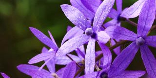 紫罗兰花瓣与水滴雨滴随风摇摆