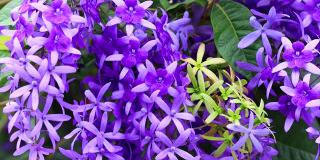 花园里的紫罗兰花瓣随风飘动。