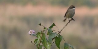 灰色的灌木聊天或灌木聊天肖像栖息在分支在吉姆科贝特国家公园北阿坎德邦的迪卡拉区-雪貂