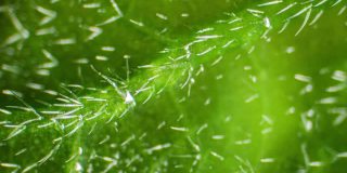在显微镜下冷冻叶子，冰晶在绿叶上形成。生活冬眠的概念。冰冻模式覆盖着植物。绿色植物上形成冰晶的微距镜头。很棒的间隔拍摄