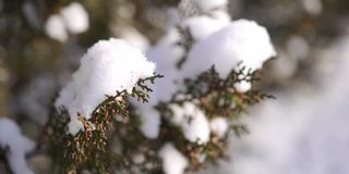 雪和冰下的杜松树枝和球果，在阴天下雪天。Juniperus对。冬天的时间。雪下的杜松子。冷静，安静，与自然统一的概念