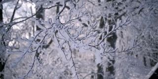 冬天下雪的森林里有冰冻的树枝，在寒冷的冰冻大自然中