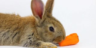 在摄影棚里，一只毛茸茸的可爱的棕色小兔子坐在那里，在灰色的背景下吃着新鲜的橙色胡萝卜。春节假期的概念。复活节兔子