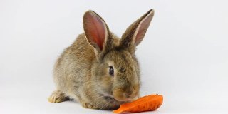 在摄影棚里，一只毛茸茸的可爱的棕色小兔子坐在那里，在灰色的背景下吃着新鲜的橙色胡萝卜。春节假期的概念。复活节兔子